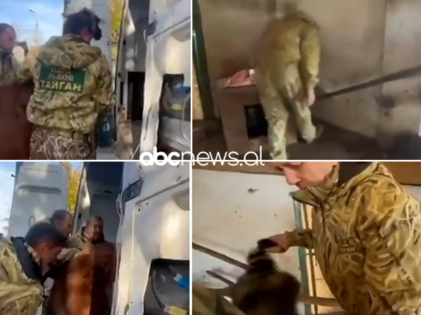 Pamjet/ Pas tërheqjes së trupave, rusët vjedhin kafshët nga një kopsht zoologjik në Kherson