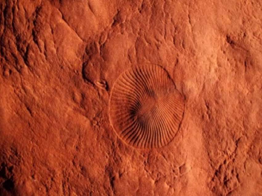 ​Shkencëtarët gjetën zhdukjen e 6-të masive të fshehur në të kaluarën e lashtë të Tokës