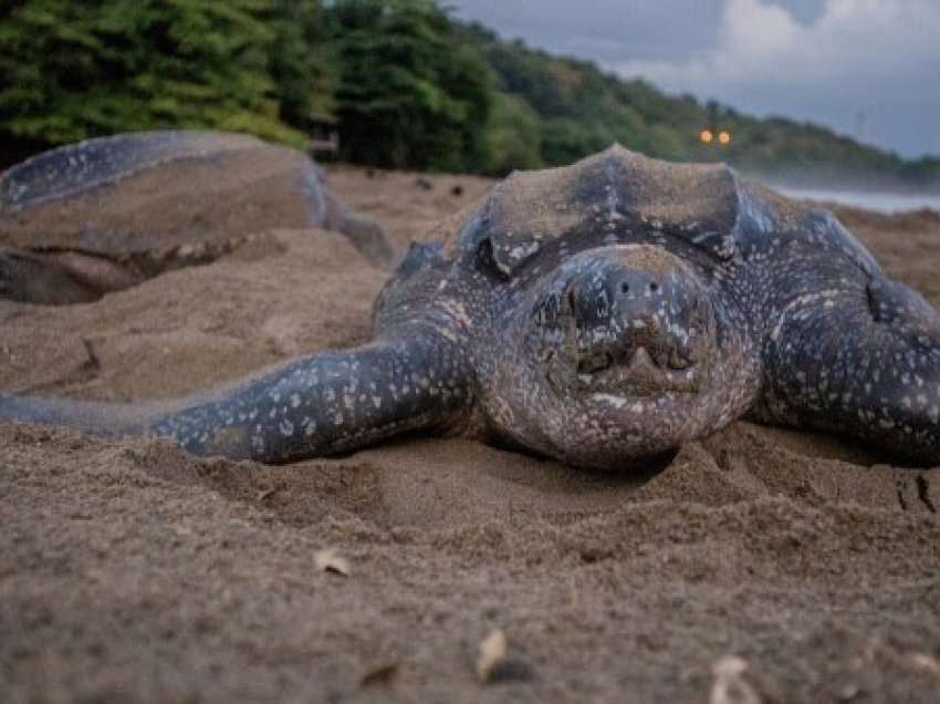 ​Fosili më i madh i breshkave detare u zbulua në Spanjë