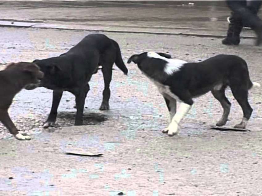   Gruaja sulmohet nga një qen rrugësh në Gjirokastër, niset me urgjencë drejt Tiranës në gjendje të rëndë! 