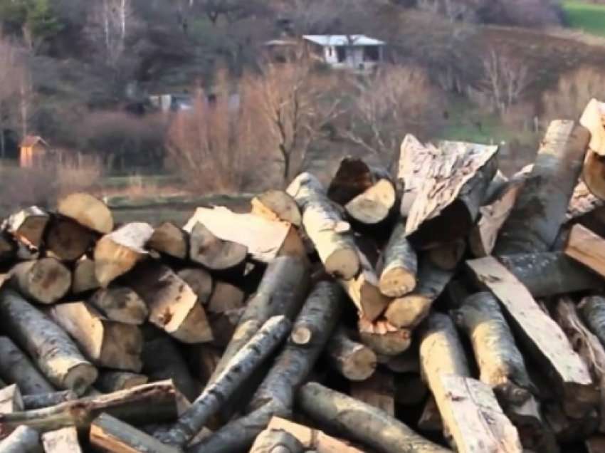 MPB: Arrestohen dy persona për prerje ilegale të drurëve