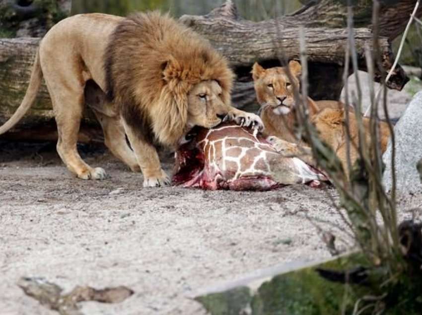 I japin luanit për të ngrënë xhirafën e ngordhur, publiku dënon kopshtin zoologjik