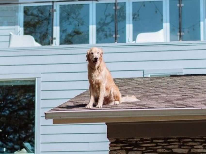 Qeni çdo ditë i përshëndet fqinjët duke hipur mbi çatinë e shtëpisë