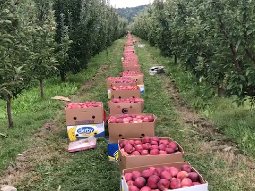 Fermerët në pikë të hallit, s’ka punonjës për të vjelë mollët, as treg për t’i shitur ato