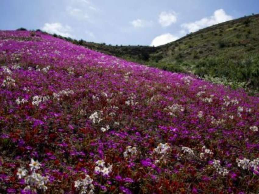 Shkretëtira mbulohet nga lulet në Kili