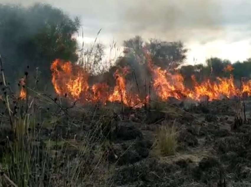 Vijojnë zjarret në pyllin e Hidrovorit të Vlorës, prej tre ditësh nuk është arritur neutralizimi situatës