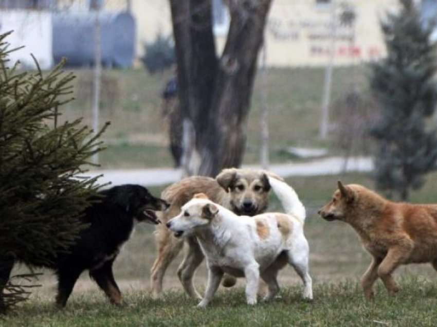 Një 4-vjeçar kafshohet nga qeni endacak në oborr të kopshtit në Prishtinë
