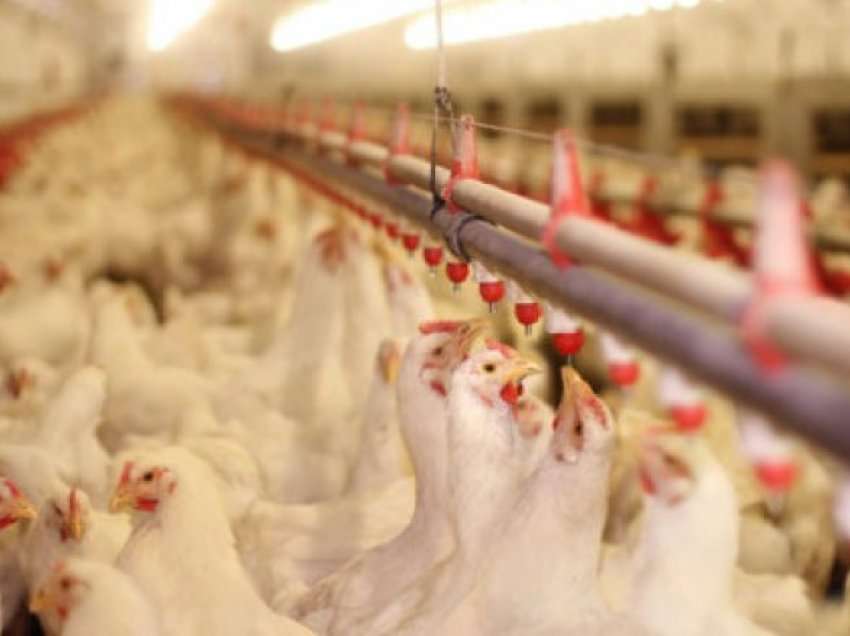 Gati 6 milionë zogj janë “shkatërruar” në Holandë, në shpërthimin më të keq të gripit në dy dekada