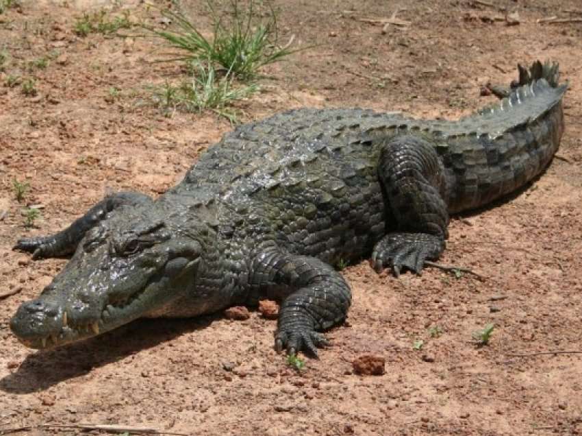 Krokodili që ka jetuar 120 milionë vjet më parë