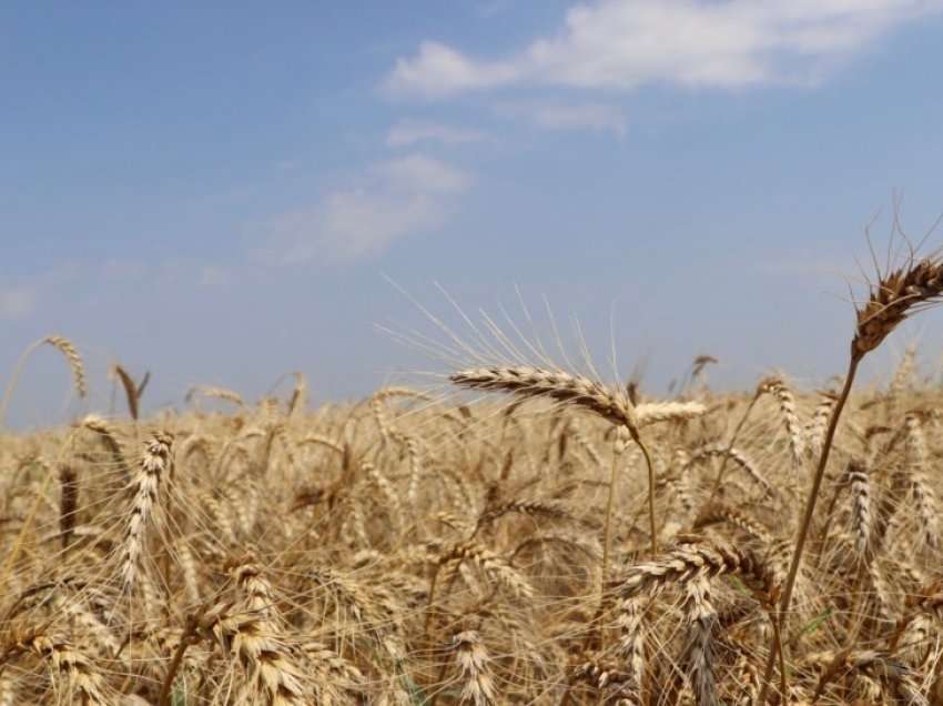 Rusia thotë se është gati të eksportojë 30 milionë tonë drithëra