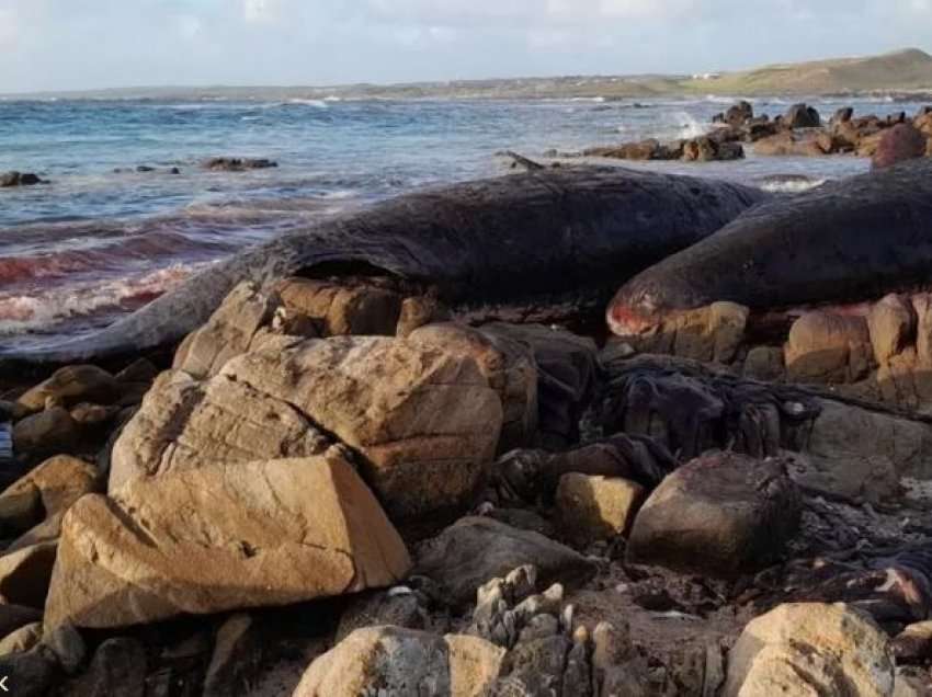 14 balena gjenden të ngordhura në një plazh në Tasmania në Australi