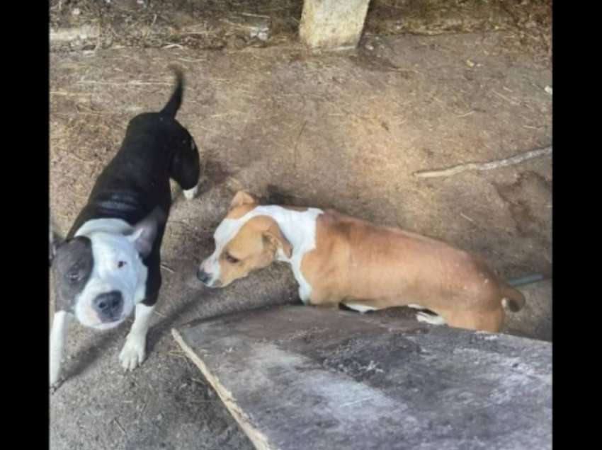 Pamjet/ Dy pitbulla terrorizojnë një fshat të Suharekës, kanë mbytur disa qen të tjerë