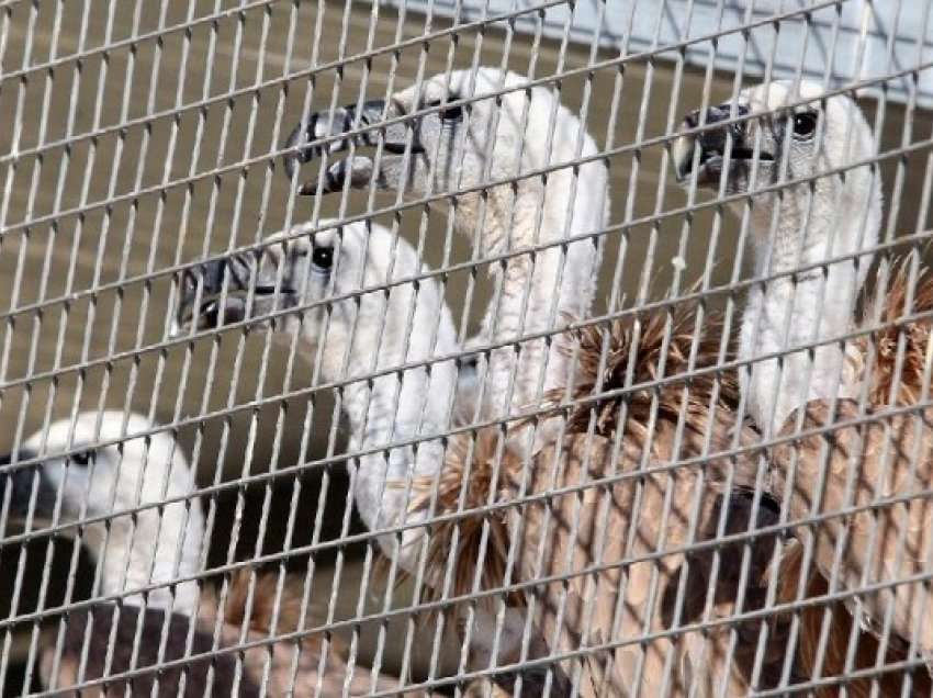 ​Shqiponjat nga Spanja u lëshuan në natyrë për të shpëtuar speciet