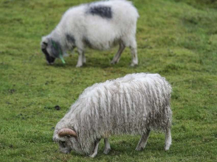 Në cilin ishull jetojnë më shumë dele sesa …njerëz?!