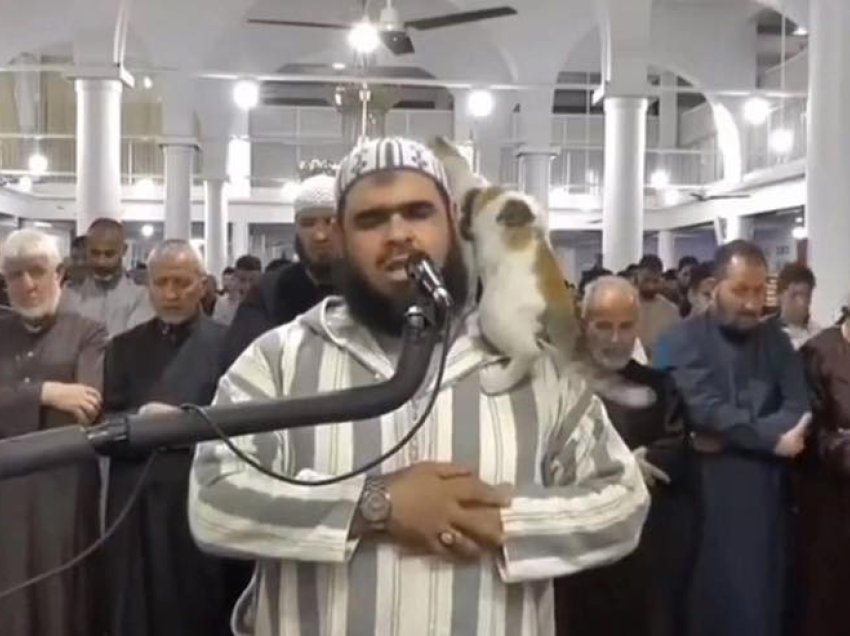 Pamje e pazakontë, macja futet në xhami dhe i hidhet në sup imamit gjatë namazit