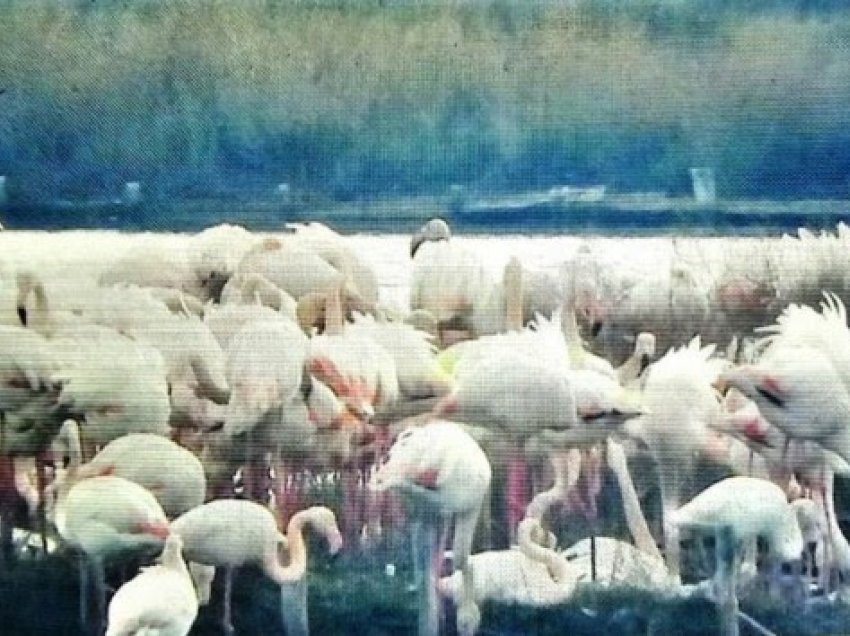 ​Flamingot rozë bëjnë fole në Bullgari për herë të parë