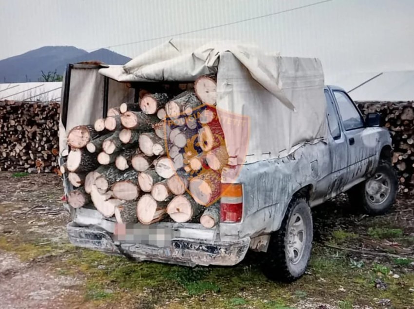 Prenë pemë ilegalisht në zona të mbrojtura, pranga dy të rinjve në Pogradec - ja si u pikasën nga policia