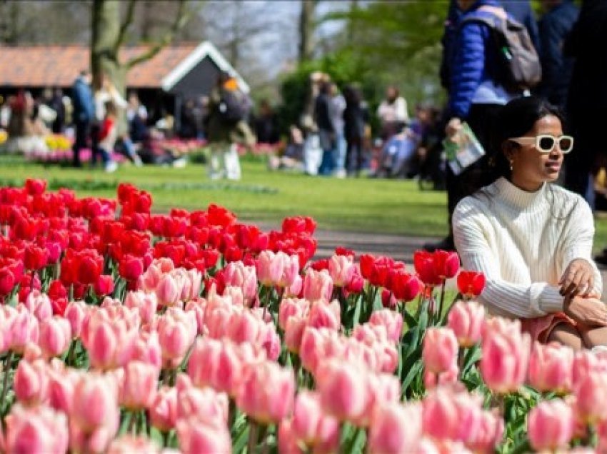 ​Holanda hap një nga kopshtet më të mëdha të tulipanëve në botë