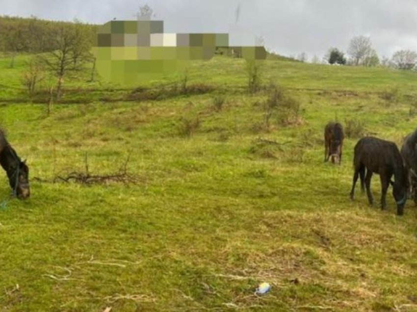 Policia konfiskon nëntë kuaj dhe një gomar në Viti