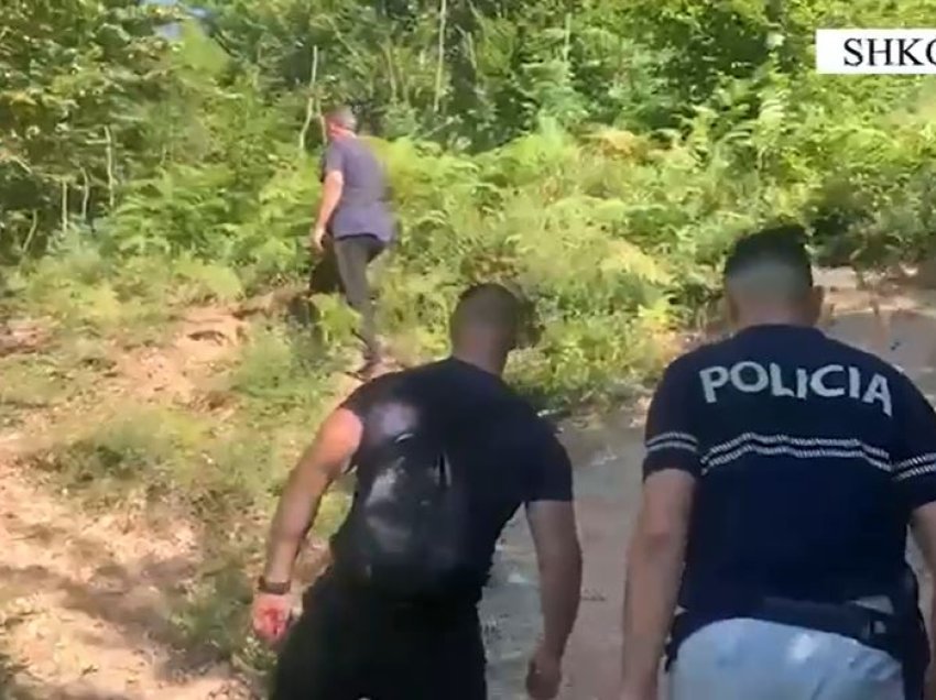 Policia mësyn në qarkun e Shkodrës, asgjësohen mbi 15 mijë bimë kanabisi