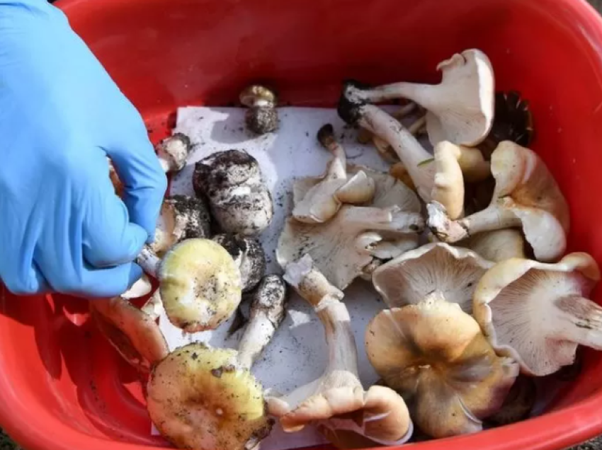 Misteri i drekës me kërpudha, 5 të helmuar në Australi, humbin jetën tre persona