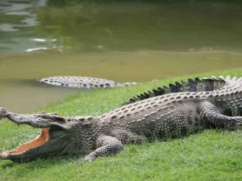Australi, krokodili sulmon ushtarët teksa ishin duke peshkuar