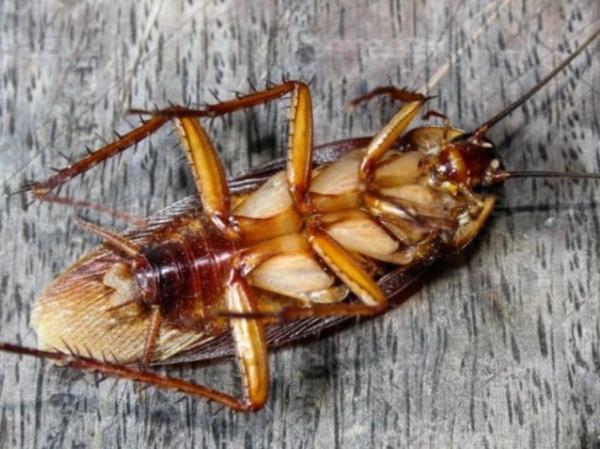 Si të shpëtoni nga insektet në shtëpinë tuaj në dy mënyra fare të thjeshta?