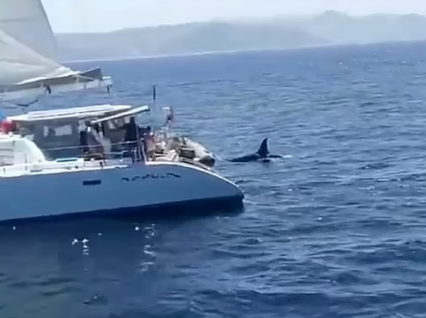 I panë si rrezik, pronarët e një varke qëllojnë mbi ‘balenat vrasëse’ në brigjet e Gjibraltarit – policia nis hetimet