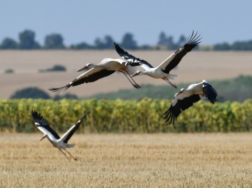 Ornitologu bullgar: Ndryshimet klimatike do të kenë ndikim serioz në migrimin e shpendëve