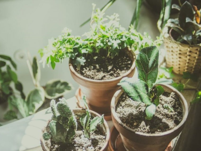 Tri bimë që janë ideale për apartament për ata që nuk kanë shumë kohë të kujdesen për to