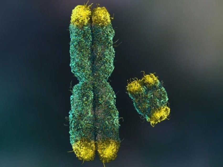 Më në fund shkencëtarët deshifrojnë misteret e kromozomit Y