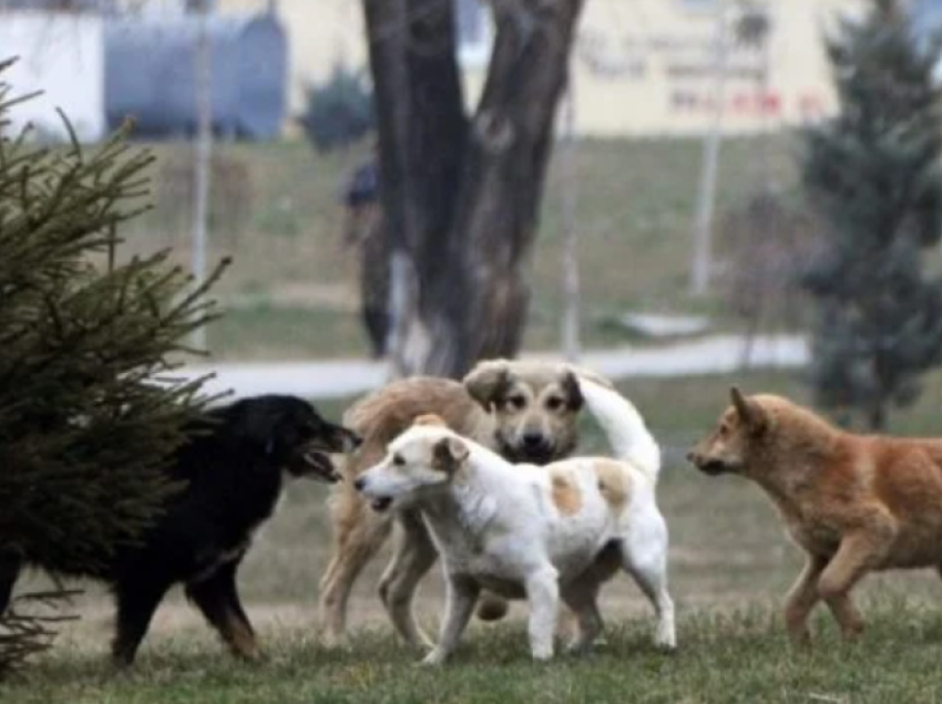 Nesër bëhen publike adoptimet e para të qenve endacak në Komunën e Prishtinës, zbulohen edhe kontratat