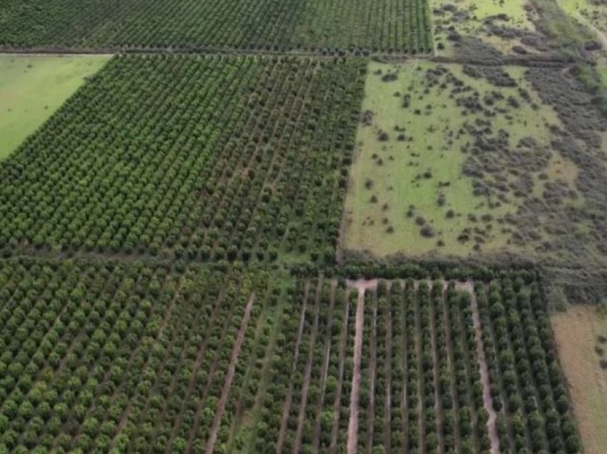 Ndryshimet klimatike ndikojnë në prodhimin e agrumeve shqiptare