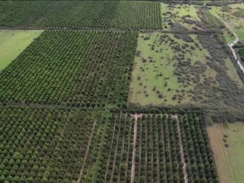 VOA: Si po përballen fermerët e agrumeve në jug me ndryshimin e klimës dhe neglizhencën e shtetit