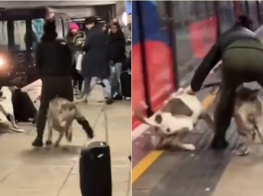 Momenti i frikshëm kur qentë e racës “XL Bully” nisin një sulm të frikshëm në një stacion hekurudhor