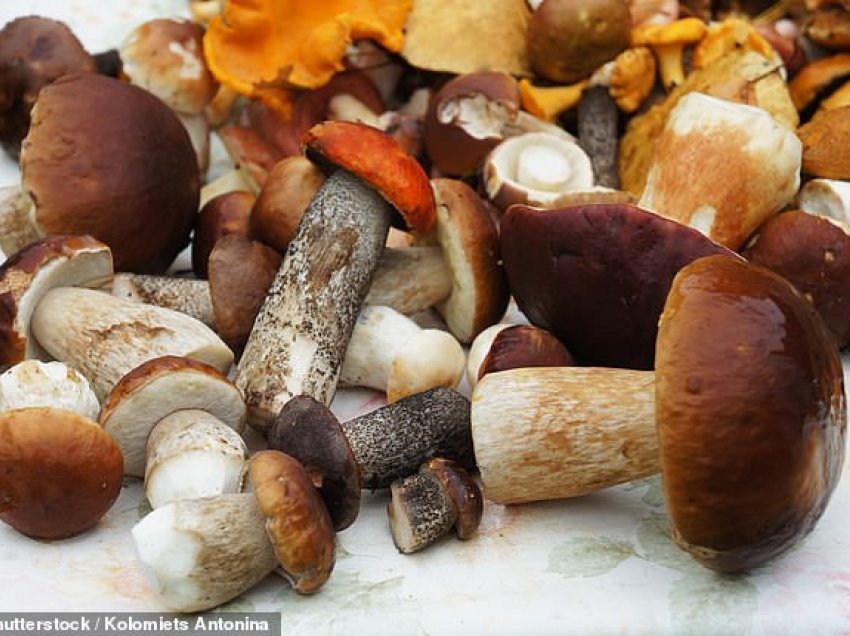 Kërpudhat mund të forcojnë sistemin tuaj imunitar