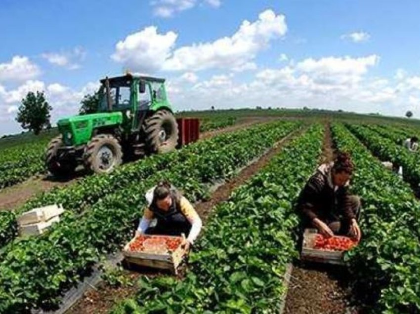 EPCA kërkon mbështetjen e fermerëve: Subvencionet të kalohen direkt në llogarinë e tyre