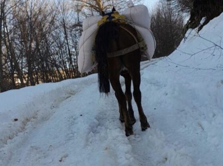 Rruga me borë, fermeri në Debëlldeh bartë ushqimin për kafshë me kalë