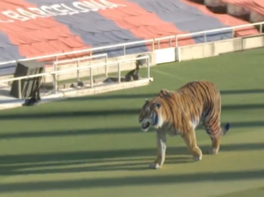 Çfarë po ndodh në Barcelonë? Në “Camp Nou” gjendet një tigër