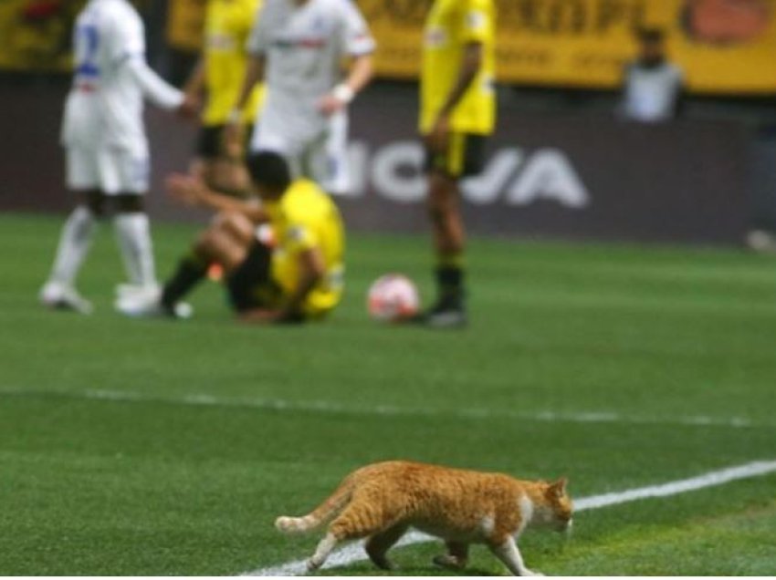 Macja ndërpret ndeshjen