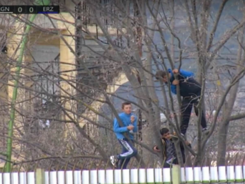 Tre tifozë e ndjekin ndeshjen e Egnatias duke hipur mbi pemë
