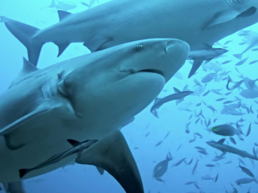 Mbyllen 2 plazhe në Sidnei, anulohen ngjarjet më të rëndësishme pasi peshkaqenët sulmojnë një delfin
