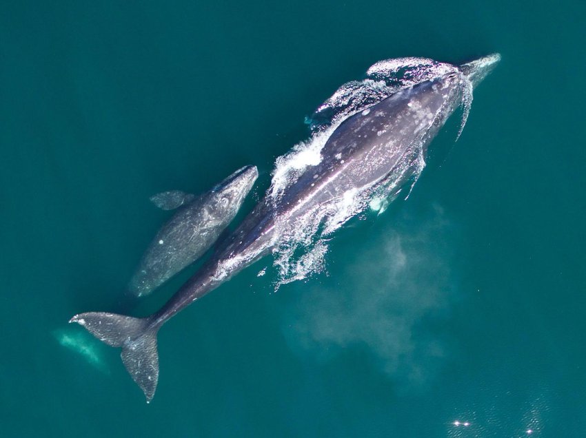Rënia e numrit të balenave gri në botë, studiuesit: Ka ende shpresë