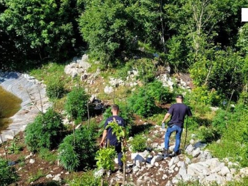 Gjenden dhe asgjësohen 875 bimë kanabis në terrenin malor në fshatin Cudhi Kamp, në Krujë