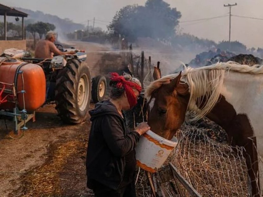 Kafshë të panumërta janë vrarë nga zjarret që shpërthyen në Greqi këtë javë
