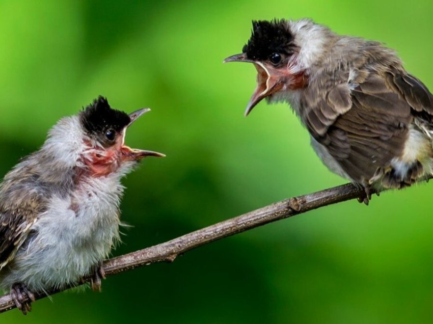 ‘Divorci’ te disa zogj nuk është një fenomen i pazakontë – shkencëtarët pretendojnë se i dinë arsyet kryesore për të