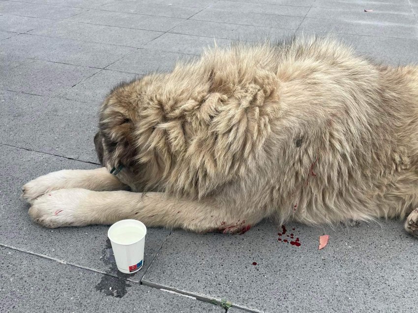 Theret me thikë një qen në qendër të Prishtinës, avokati Koci publikon pamjet