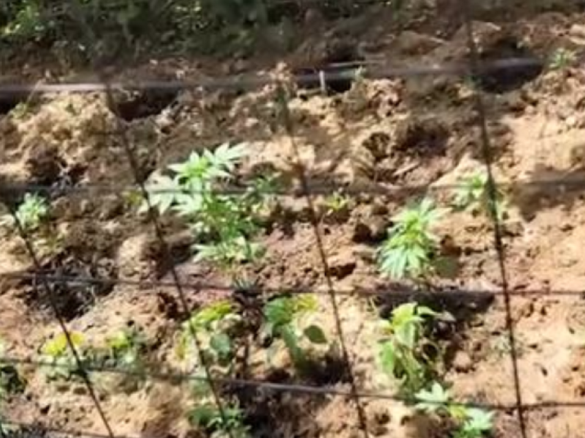 Kontrolle me dronë në Lezhë, asgjësohen nëpërmjet djegies 500 bimë narkotike