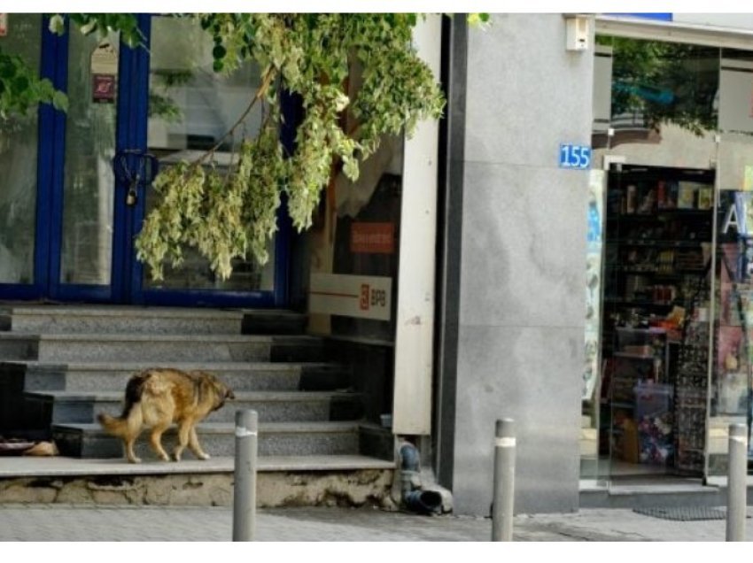 Komuna sqaron procedurat e adoptimit: 50 euro në muaj për një qen, gjoba në rast të keqtrajtimit