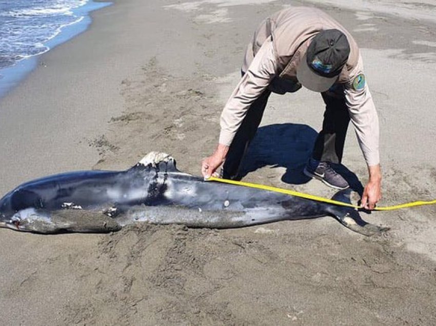 Panik në plazhin e Vlorës/ Gjendet delfini i ngordhur me gjatësi 2.8 metra